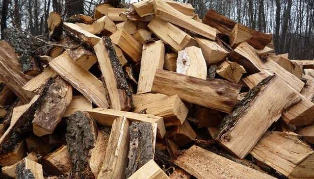 На Житомирщине суд арестовал депутата, причастного к хищению леса