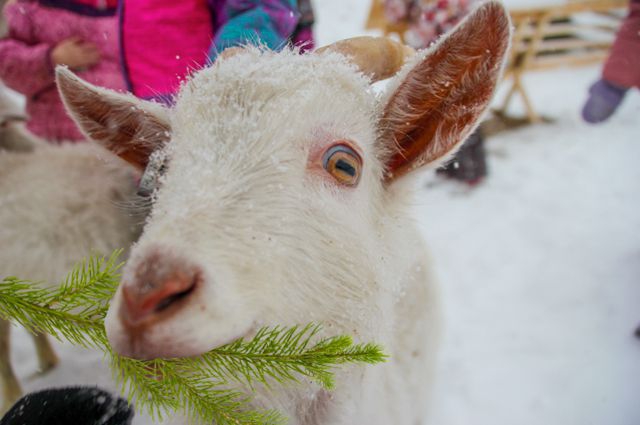В зоопарке "Межигорье" принимают непроданные елки на корм животным