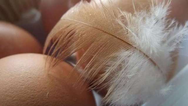 Беларусь ввела временные ограничения на импорт украинских куриц и яиц