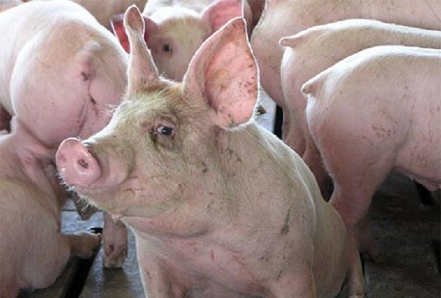 Под Кривым Рогом обнаружили чуму свиней: дороги перекрыты, ведется забой животных