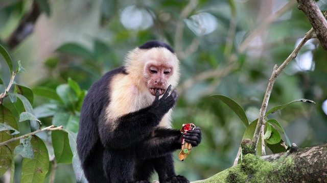 Сумской горсовет все-таки купил обезьяну-капуцина без тендера