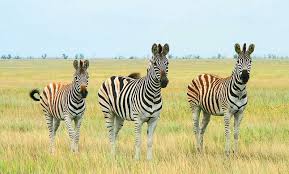 Депутати вирішили знищити «Асканію-Нову» та дозволити «царські полювання»