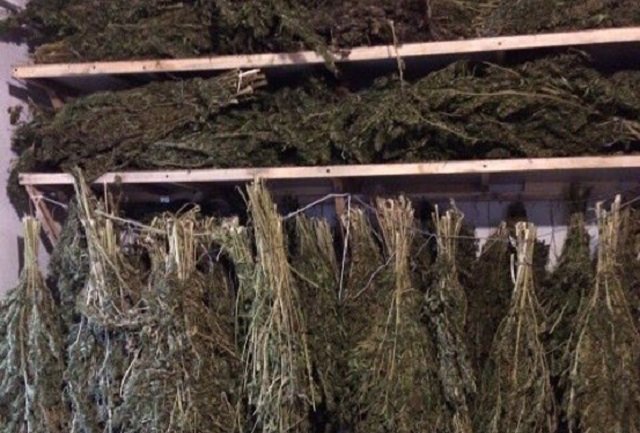 В Кропивницком у местного жителя обнаружили марихуаны почти на 2 млн гривен