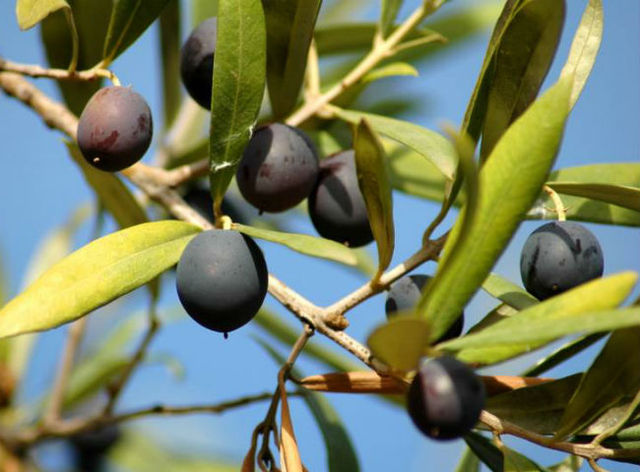 Иранцы рассматривают возможность выращивать оливки на Херсонщине