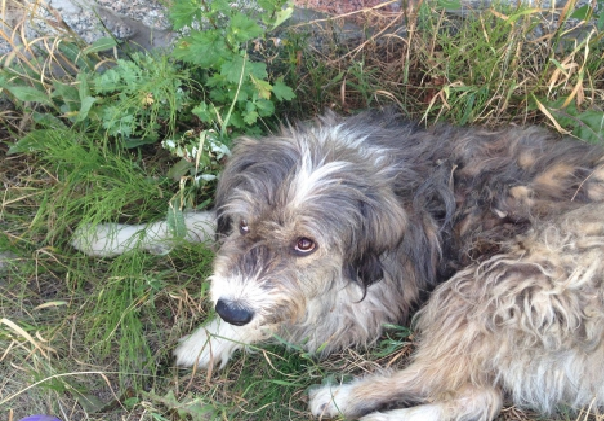 В Іванковичах Київської області оселився садист з Алчевська, що тероризує сусідів