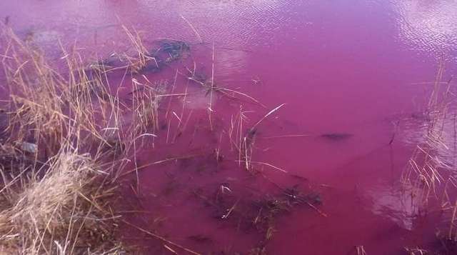 На Черниговщине экологическое бедствие: вода в озере стала розовой