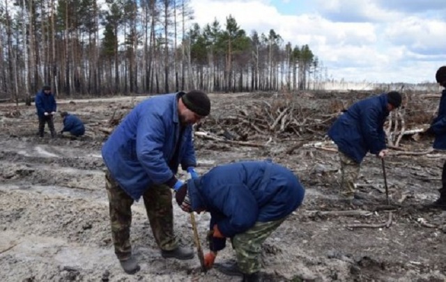 В Чернобыльской зоне отчуждения в 2017 году планируют высадить более 1,5 млн деревьев