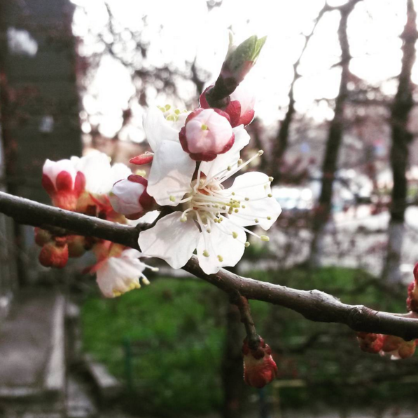 Из-за похолодания Украина может потерять 30% урожая плодовых, - синоптики