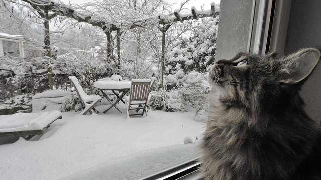 Синоптики рассказали, где сегодня в Украине выпадет снег