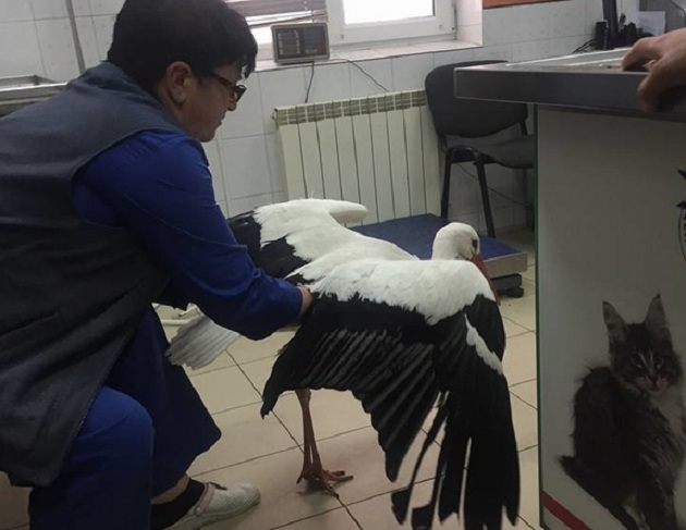 В центре Киева патрульные поймали крупную птицу: опубликованы фото