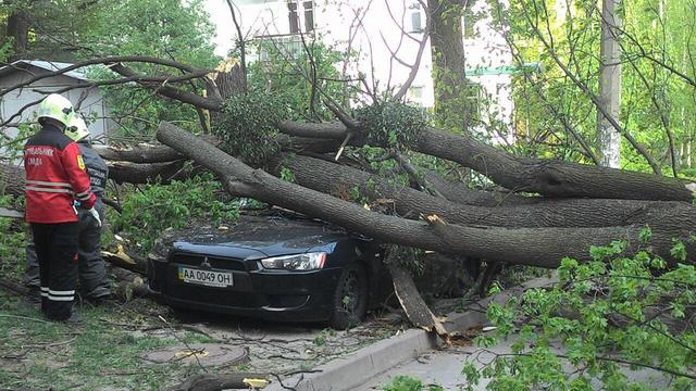 В Киеве на машину упало дерево