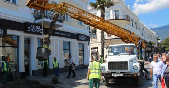 «Мэр» Ялты выкорчевывает пальмы, изображая из себя мецената