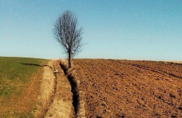 Стоимость гектара вырастет на 76% после открытия рынка земли