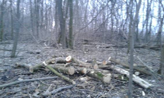 На Волыни во время незаконной вырубки леса дерево насмерть придавило мужчину