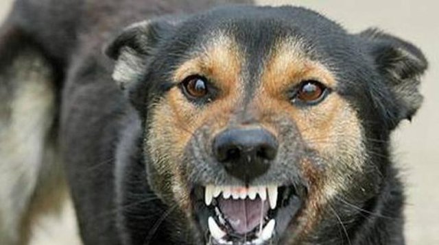 В интернете опубликовали видео, где стаи собак набрасываются на людей