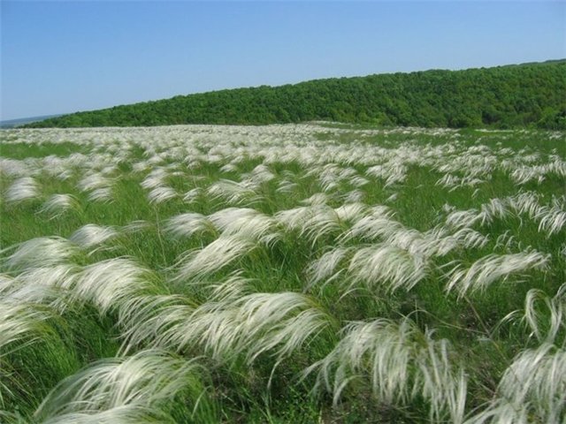 Биолог: "Гусеницы российских танков перенесли в Украину новые виды растений"