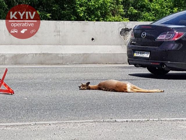 В Киеве на Московском проспекте произошло ДТП: погиб олененок