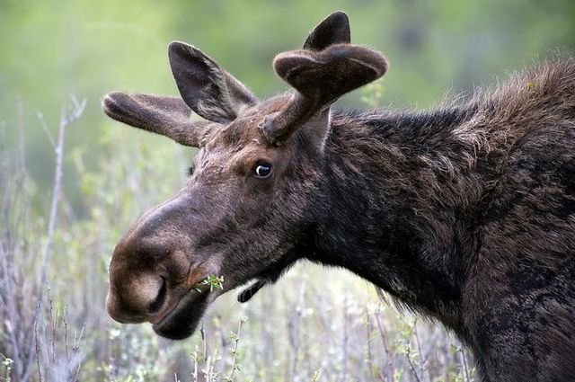 Защитники животных привели полную хронологию приключений раненного лося в Киеве