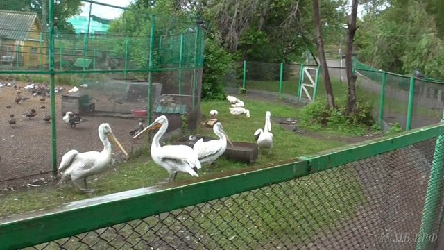 В российском зоопарке пьяные мужчины убили краснокнижных птиц ради шашлыка