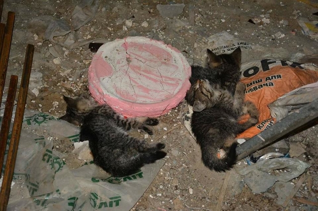 Три братика умерли в подвале: киевляне шокированы жестоким убийством