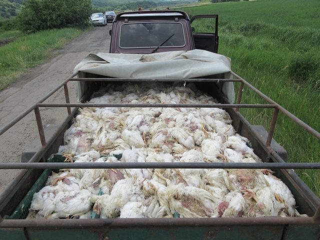 Двое мужчин украли больше полтонны курятины со склада в Харьковской области