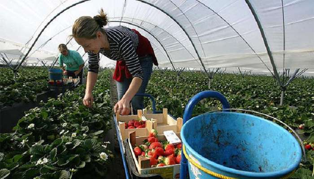 Польская экономика уже не сможет развиваться без украинцев - СМИ