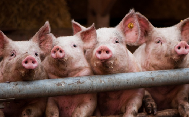 В Бориспольском районе зафиксировали вспышку африканской чумы свиней