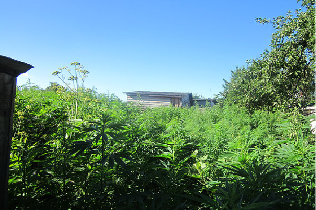 На Чернігівщині виявили плантацію коноплі вартістю два мільйона гривень