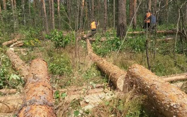 Загадочное убийство: в лесу под Киевом нашли трупы