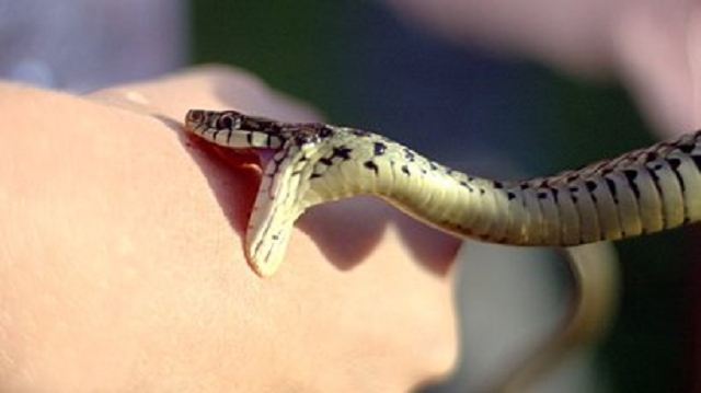 На Закарпатье врачи отказали в противоядии девушке, которую укусила змея