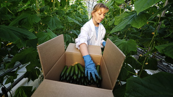 В Украине взлетают цены на огурцы