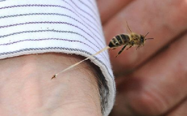 Полиция Харьковщины расследует укус пчелы как умышленное убийство