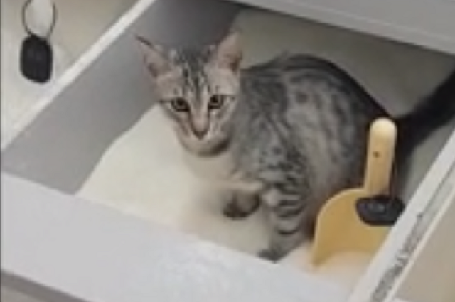 Стала известна судьба кота, принявшего сахар за лоток