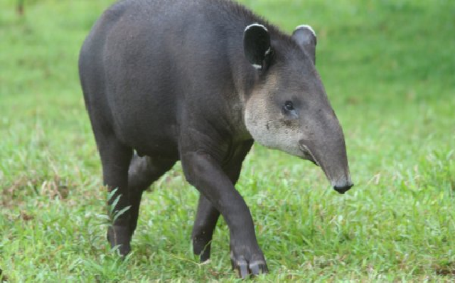 Из-за дефицита пищи в Венесуэле воруют животных из зоопарка