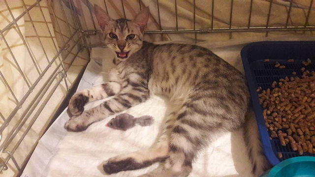 Стала известна судьба «сахарной» кошки из «Фуршета»