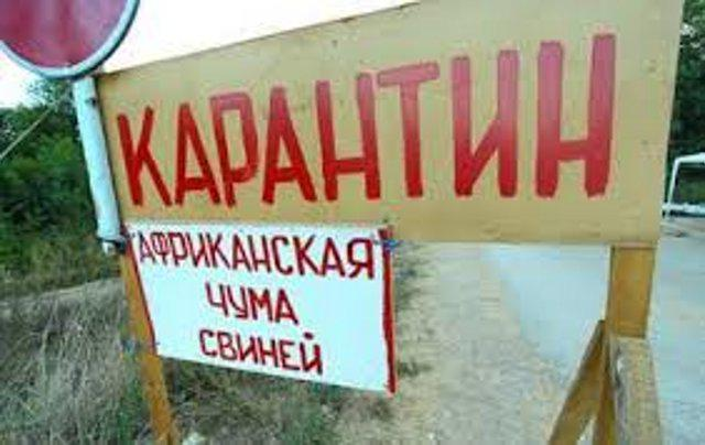 На Волині виявили африканську чуму свиней