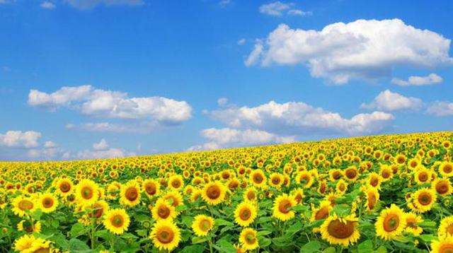 Посольство США оригинально поздравило украинцев с Днем Независимости