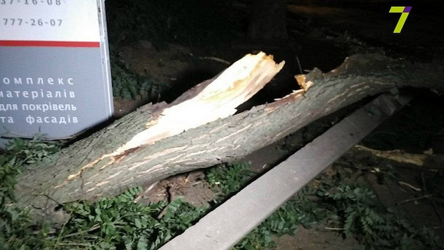 В Одессе упавшее дерево травмировало двух пешеходов