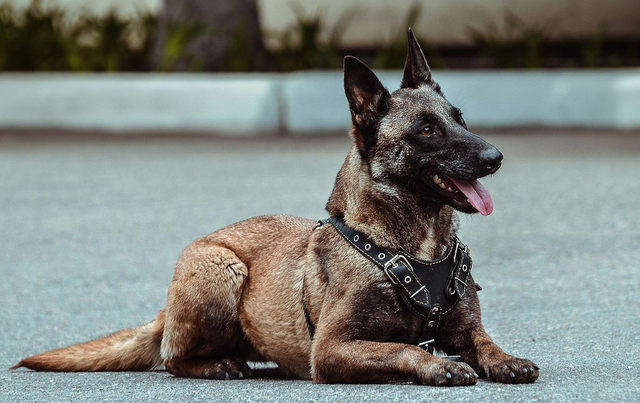 В Харькове мужчина заказал убийство своей собаки