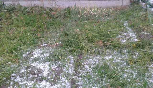 У Микуличині град розміром з яйце вибив врожай