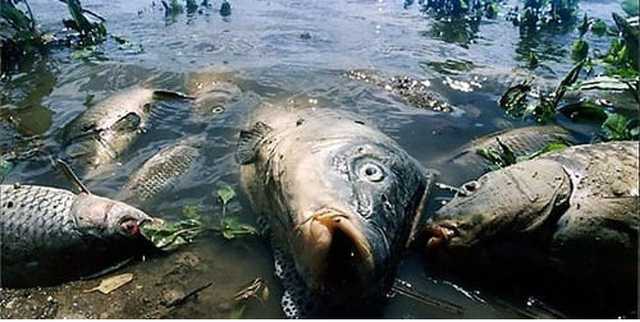 Север Европы ожидает экологическая катастрофа