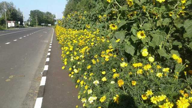 На Волыни скульптор засадил цветами 400 км автотрасс
