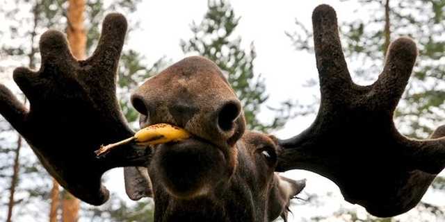 Украинских руководителей назвали лосями. Причем, весьма непростой человек