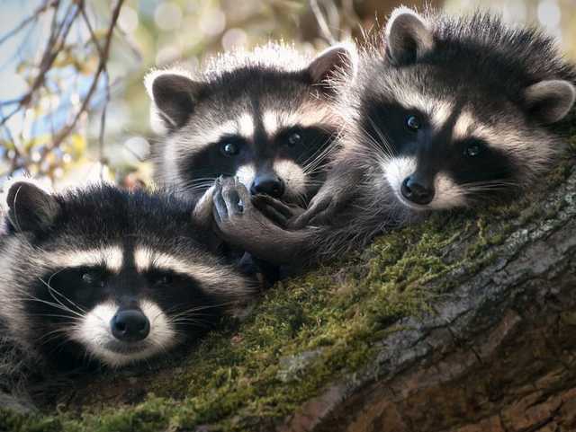 Еноты, разгромившие магазин в Черновицкой области, третий день страдают от похмелья