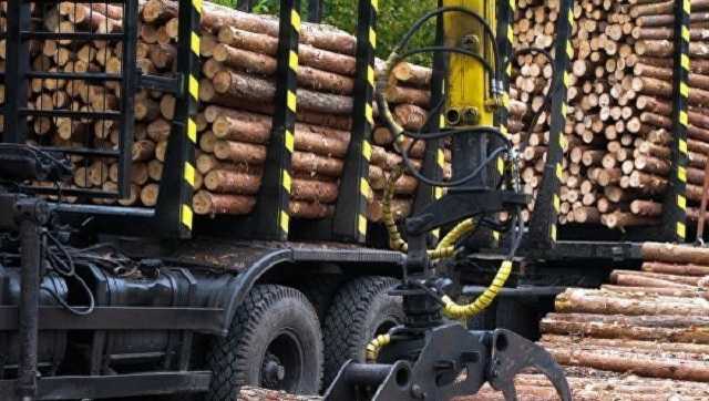 Вывозят фурами: в сети привели пример уничтожения лесов в Украине