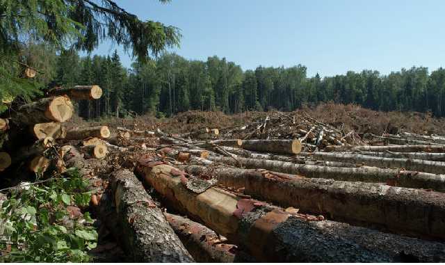Вывозят фурами: в сети показали уничтожение лесов в Украине