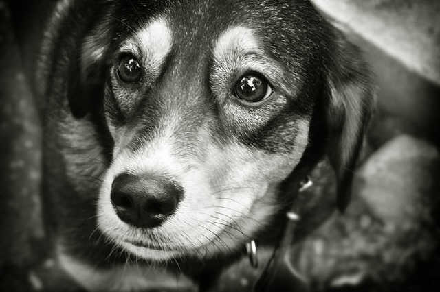 Под Тернополем живодер на глазах у детей зарезал двух собак