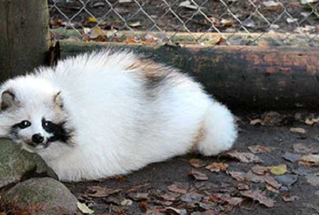 В Харькове волонтер спасла от гибели редчайшее животное