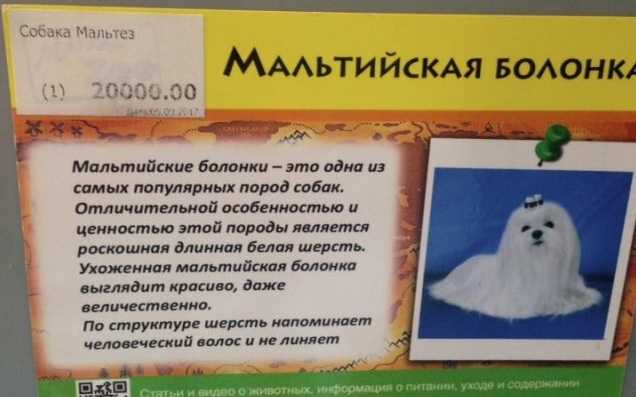 В "Ашане" умирает собака стоимостью 20 тысяч гривен