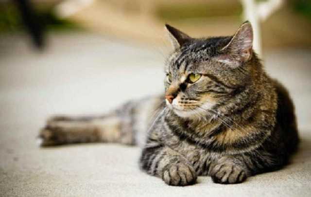 Двоє нардепів відкликали підписи під законопроектом щодо реєстрації домашніх та безпритульних тварин